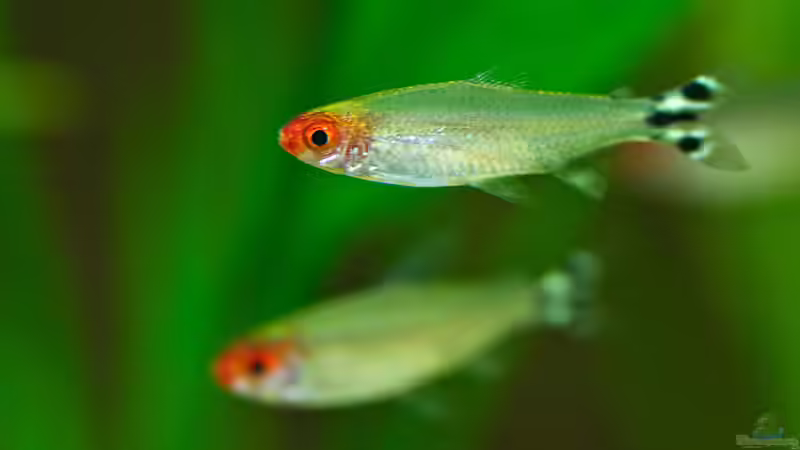 Hemigrammus bleheri von Nico Frische (21)