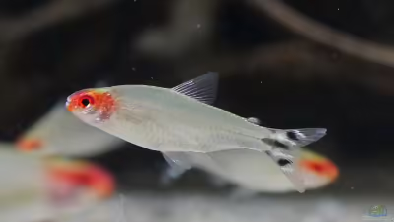 Hemigrammus bleheri von ravaka (65)