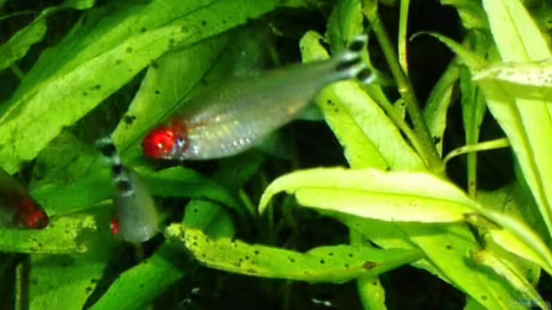 Hemigrammus bleheri von Reiner Dr. Med. Jesse (89)