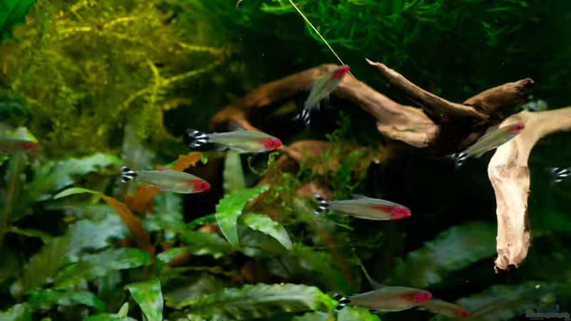 Hemigrammus bleheri(Rotkopfsalmler) von Guenni (16)