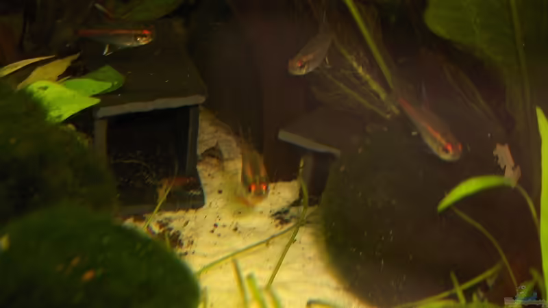 Hemigrammus erythrozonus, Glühlichtsalmler von Der Siems (40)