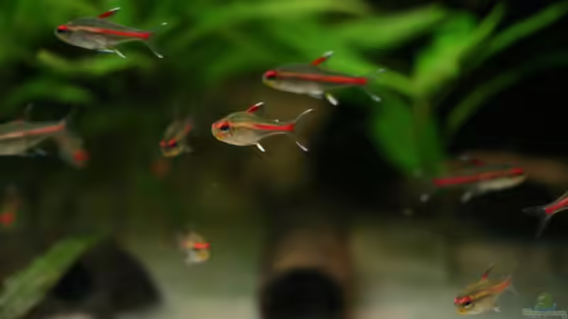 Hemigrammus erythrozonus (Glühlichtsalmler) von Thorsten313 (6)