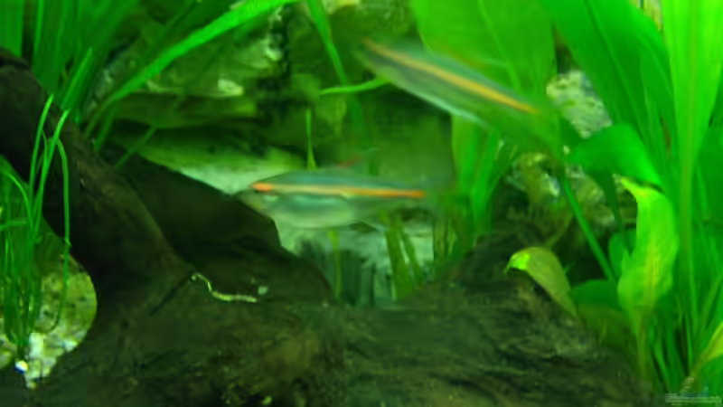 Hemigrammus erythrozonus von Cristian R. Mendez (13)