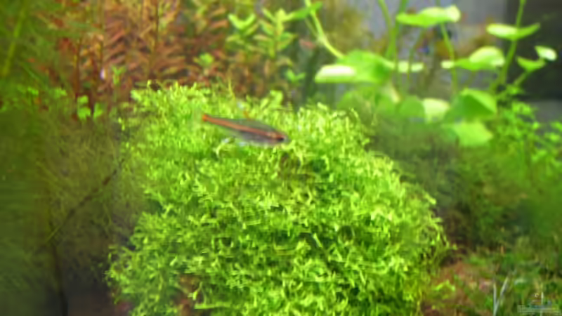 Hemigrammus erythrozonus von Michael J. (8)