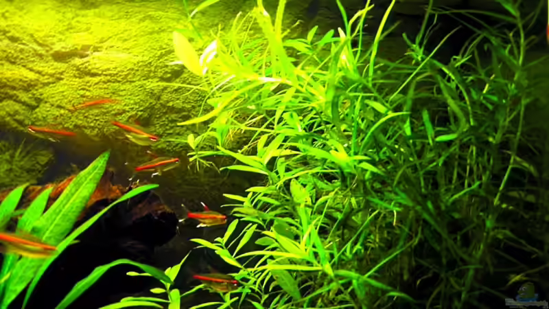 Hemigrammus erythrozonus von Thomas Gläsel (11)