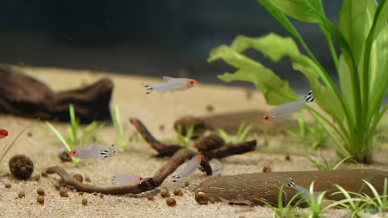 Aquarien mit Hemigrammus rhodostomus (Rotmaulsalmler)