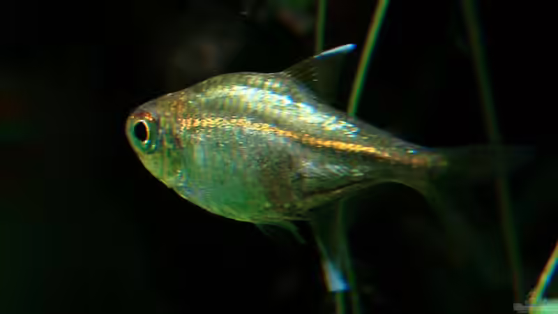 Hemigrammus rodwayi von Lukas &gt;&lt;°&gt; (19)