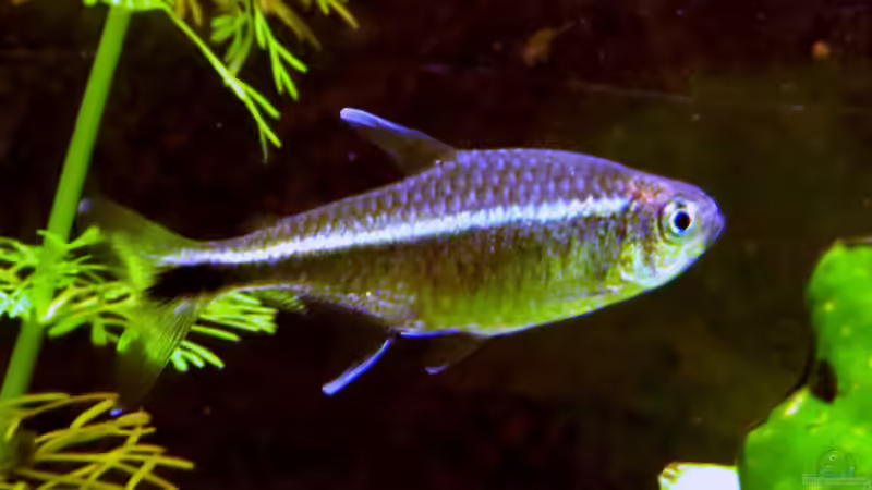 Aquarien mit Hemigrammus rodwayi (Goldtetra)