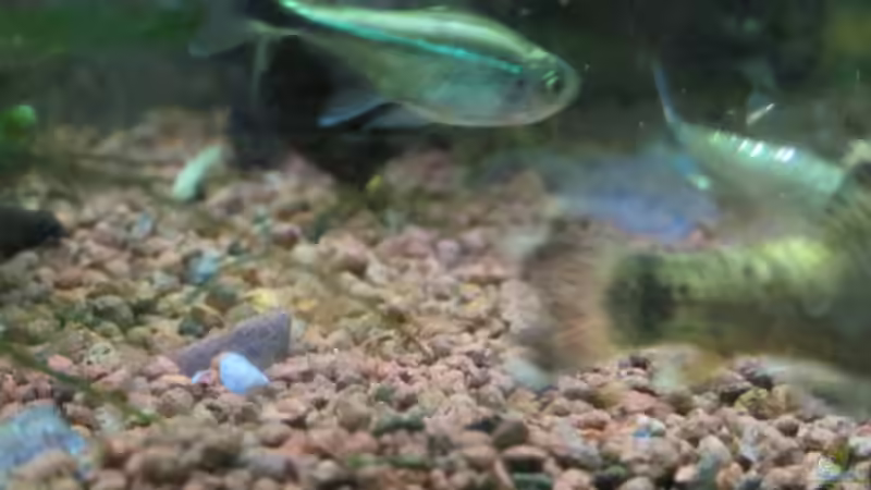 Aquarien mit Hemigrammus rodwayi (Goldtetra)