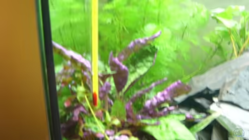 Hemigraphis colorata von Phillip Rein (3)