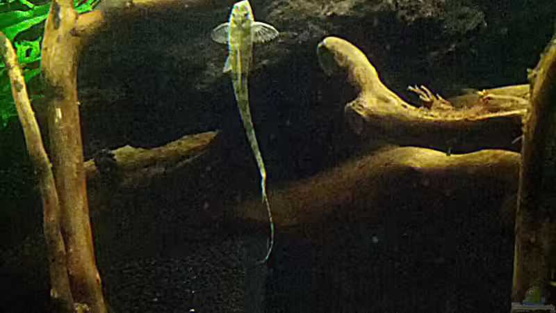 Hemiloricaria Beni von miss_underwaterlove (3)