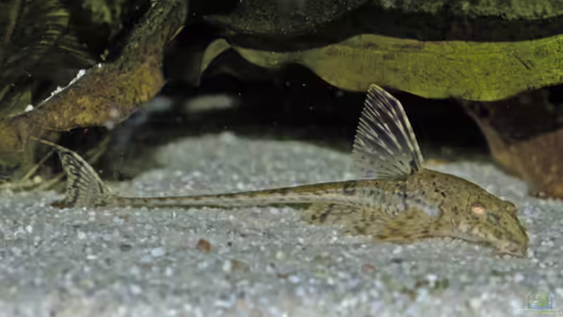 Hemiloricaria beni (W) von Ralf Schick (5)