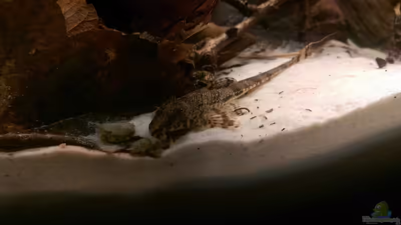 Hemiloricaria div. von naturalR (6)