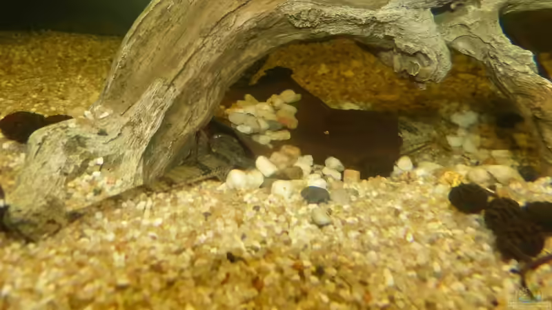 Hemiloricaria eigenmanni m/w 10.03.14 von ~Marco~ (93)