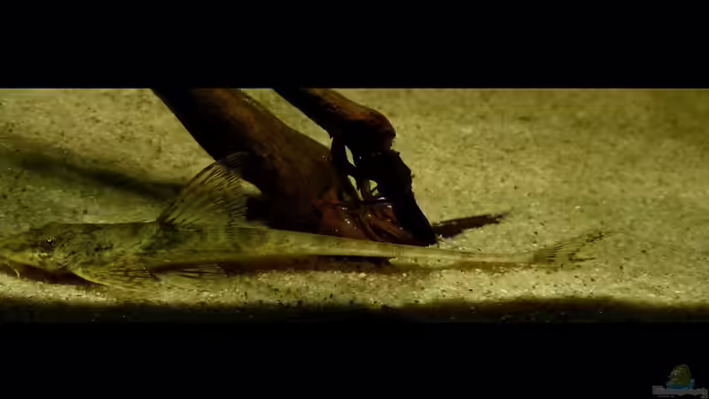 Hemiloricaria parva 10.08.15 von ~Marco~ (77)