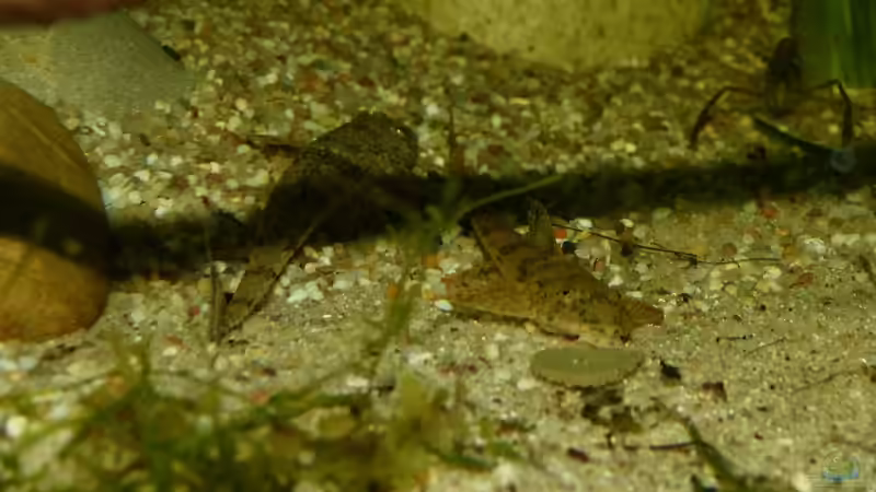 Hemiloricaria parva 12.08.15 von ~Marco~ (76)