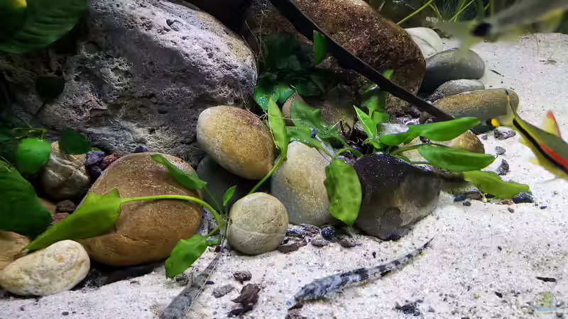 Hemiloricaria parva August 2020 von ~Marco~ (65)