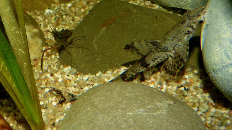 Hemiloricaria parva und Macrobrachium assamense 10.08.15 von ~Marco~ (78)