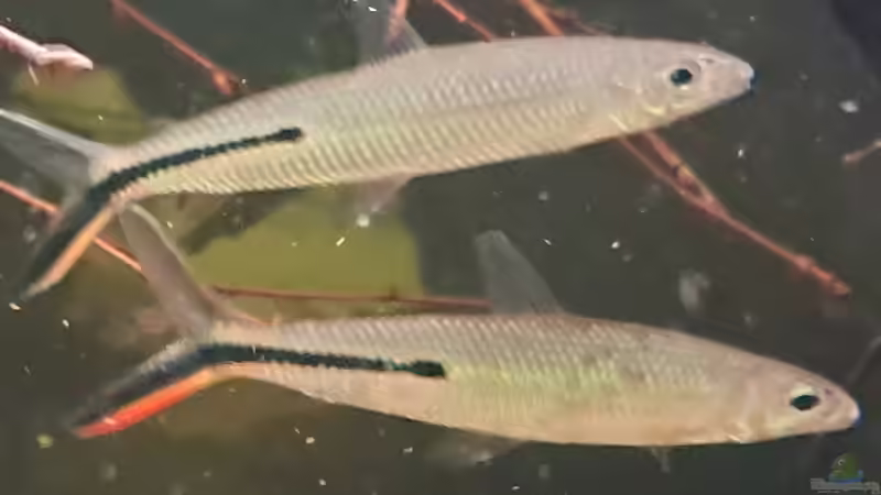 Hemiodus gracilis, ca. 12 cm von Agua viva (21)