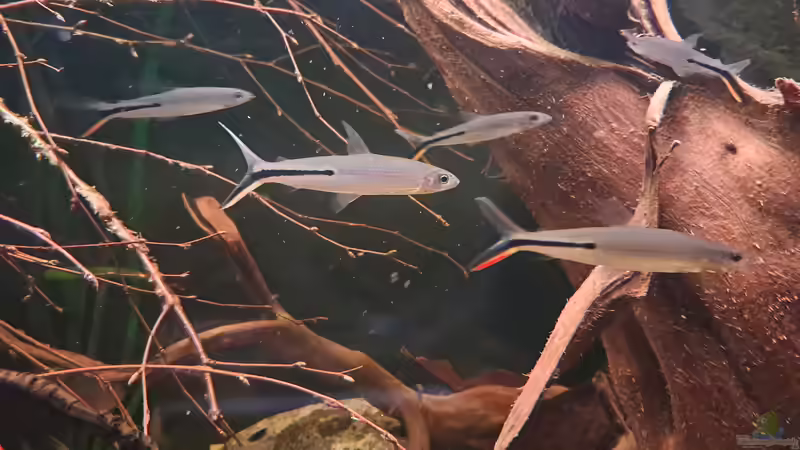 Hemiodus gracilis von Agua viva (24)