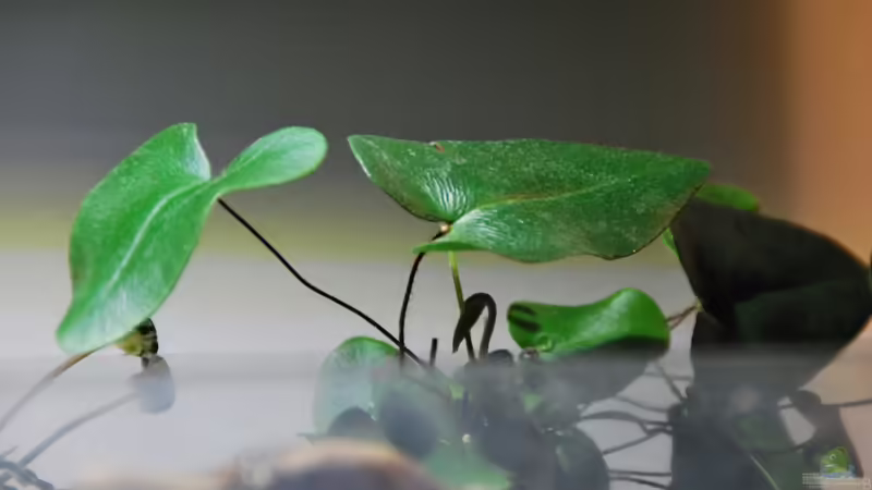 Hemionotis arifolia von lomarraco (45)