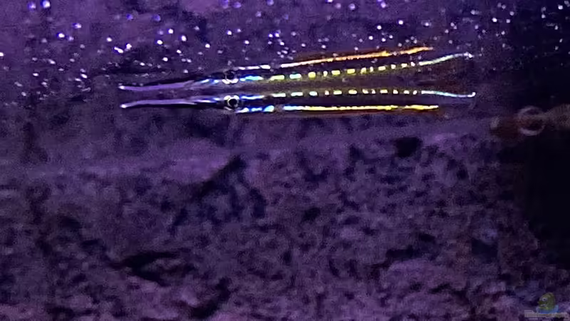 Hemirhamphodon tengah im Aquarium halten (Einrichtungsbeispiele für Neonstreifen-Halbschnäbler)