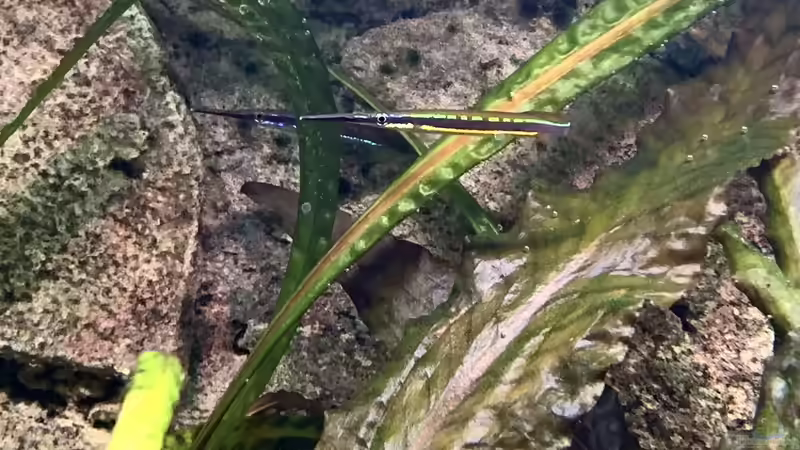 Hemirhamphodon tengah vor Cryptocoryne wendii und Cryptocoryne crispatula von bluezone (13)