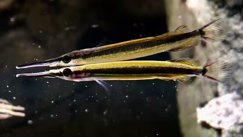 Hemirhamphodon tengah im Aquarium halten (Einrichtungsbeispiele für Neonstreifen-Halbschnäbler)
