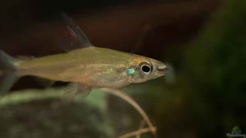 Hemistichodus lootensi von Stanislav Kislyuk (5)