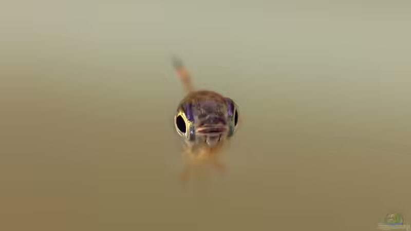 Monostichodus mesmaekersi im Aquarium halten (Einrichtungsbeispiele für Monostichodus mesmaekersi)