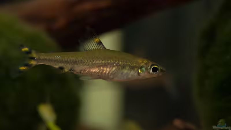 Monostichodus mesmaekersi im Aquarium halten (Einrichtungsbeispiele für Monostichodus mesmaekersi)