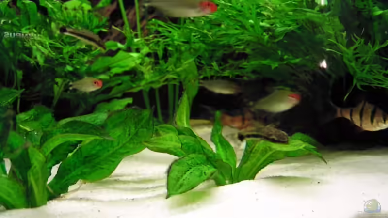 Hemmigrammus bleheri (Rotkopfsalmler) und Ohrgitterharnischwels von Steffen Koca (6)