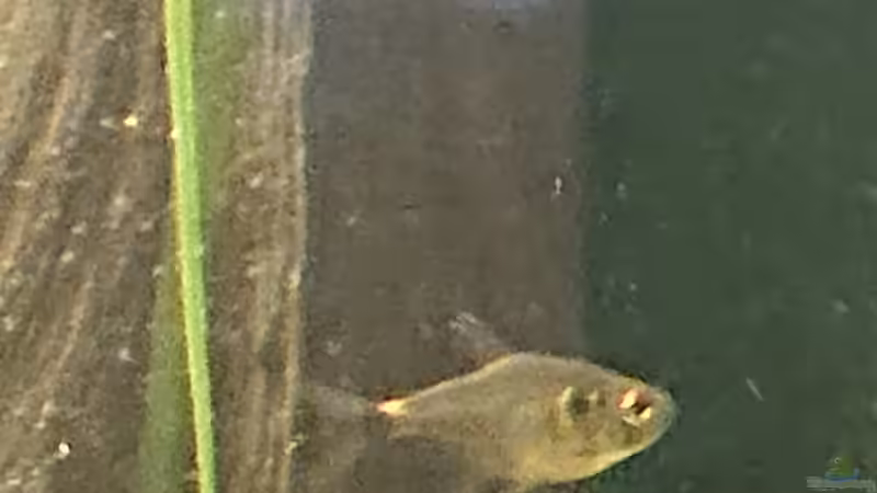 Hemmigrammus ocelifer von DennisTheMenis (29)