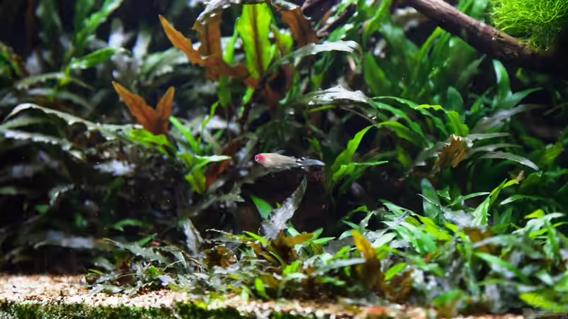 Hemmigramus bleheri von Der Nicky (98)