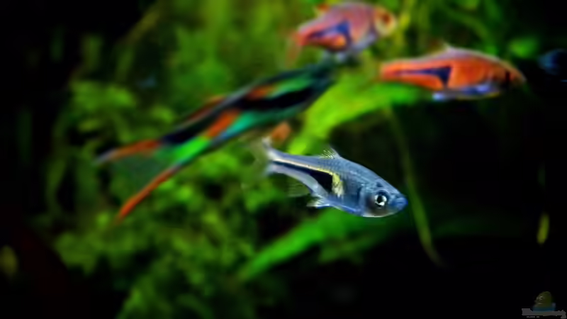 Aquarien mit Trigonostigma hengeli (Hengels Keilfleckbärbling)