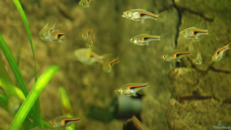 Hengels-Bärblinge von Stefan Hoffmann (24)