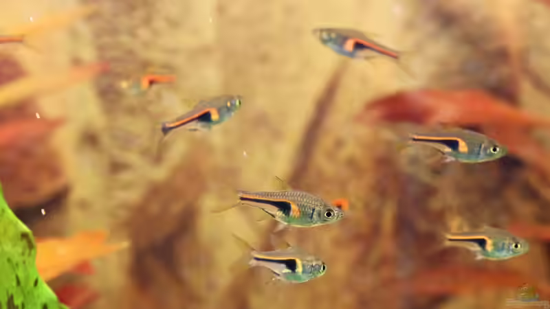 Aquarien mit Trigonostigma hengeli (Hengels Keilfleckbärbling)