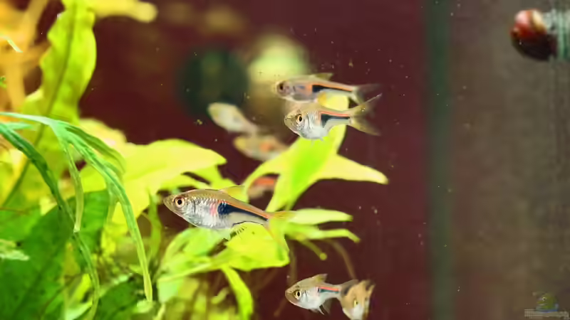 Hengels Keilfleckbärbling / Trigonostigma hengeli (die Neuen im Aquarium, aktuell fast ausschließlich im oberen Bereich als Schwarm unterwegs - lebhafter und schwimmfreudiger als die Goldtetras). Ich hätte wohl vorher die Scheiben reinigen sollen ;o) von Dirk F. (48)