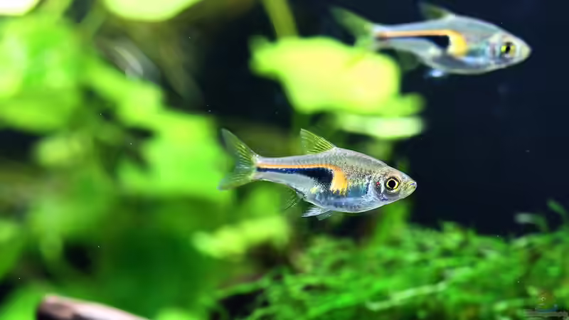 Trigonostigma im Aquarium halten (Einrichtungsbeispiele mit Trigonostigma-Arten)