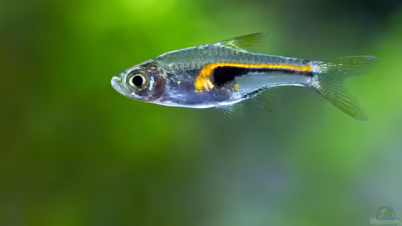 Hengels Keilfleckbärbling Trigonostigma hengeli von Hans J (19)