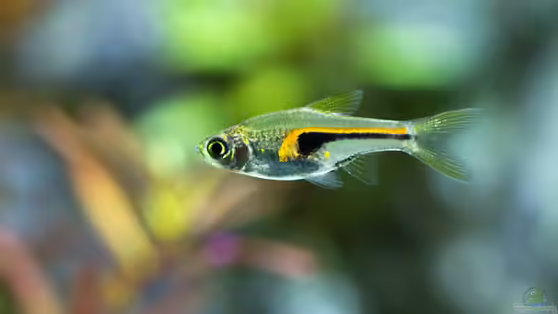 Aquarien mit Trigonostigma hengeli (Hengels Keilfleckbärbling)