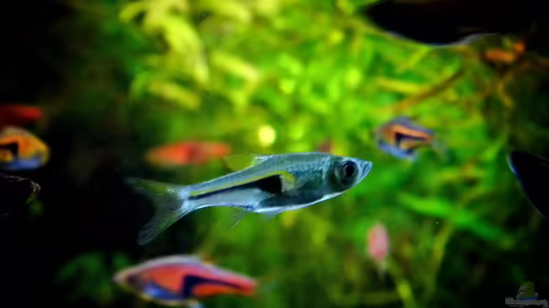 Hengels Keilfleckbärbling von snooze (72)