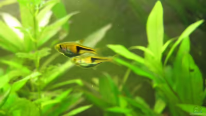 Hengels Keilfleckbärblinge von Locke1992 (28)