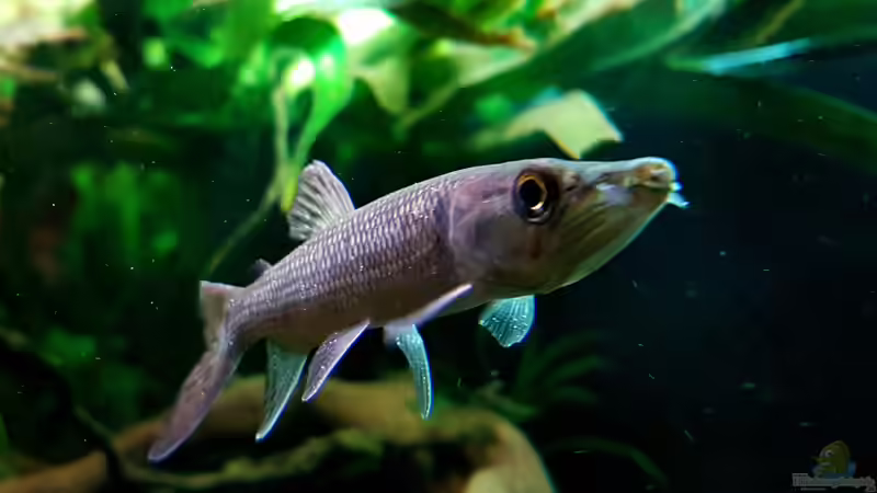 Hepsetus odoe im Aquarium halten (Einrichtungsbeispiele für Afrikanische Hechtsalmler)