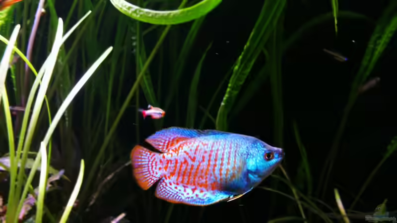 Herbert - Colisa lalia  von a2b-aquaristik (18)