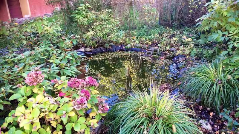 Herbst - Rhododendren, Hortensien, Gräser, eine im Herbst abgeschnittete Brennessel-´Staude´ und andere sind an den Ufern des Teichs zu finden... von Helga Kury (5)