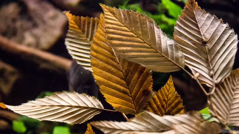 Herbst, Winter Deko von GoreSlayer (52)