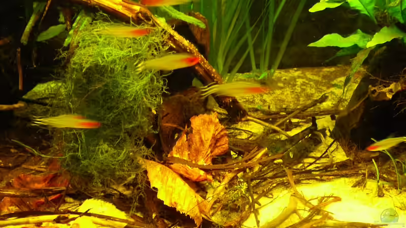 Herbst 2010 von Mario74 (20)