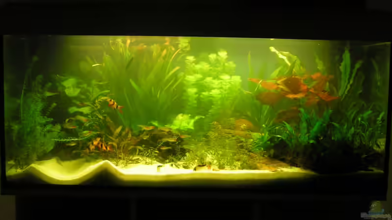 Herbst 2011 - direkt nach der Umstellung auf Sand von Peggy (10)