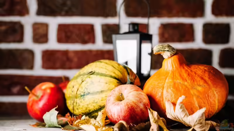 Herbst-Deko Trends 2025: Ideen für Garten und Teich